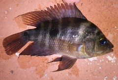 Amphilophus citrinellus