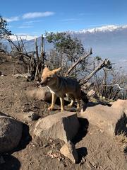 Lycalopex culpaeus culpaeus