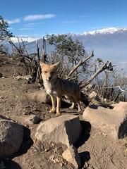 Lycalopex culpaeus culpaeus