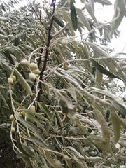 Elaeagnus angustifolia