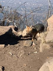 Lycalopex culpaeus culpaeus