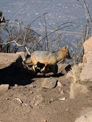 Lycalopex culpaeus culpaeus