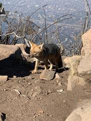 Lycalopex culpaeus culpaeus