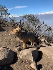 Lycalopex culpaeus culpaeus