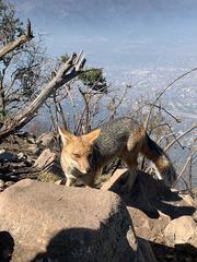 Lycalopex culpaeus culpaeus