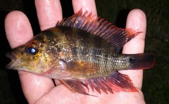 Amphilophus citrinellus