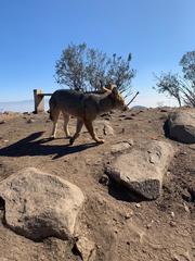 Lycalopex culpaeus culpaeus