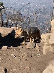 Lycalopex culpaeus culpaeus