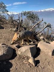 Lycalopex culpaeus culpaeus