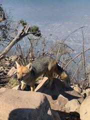 Lycalopex culpaeus culpaeus