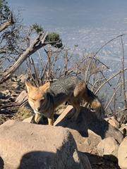 Lycalopex culpaeus culpaeus