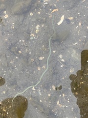 Phyllodocidae