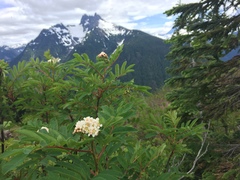 Sorbus sitchensis