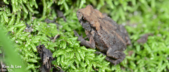 Bufo stejnegeri