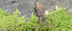 Bufo stejnegeri