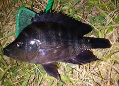 Amphilophus citrinellus