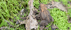 Bufo stejnegeri