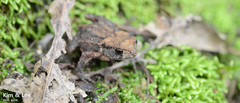 Bufo stejnegeri