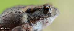 Bufo stejnegeri