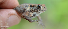Bufo stejnegeri