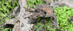 Bufo stejnegeri