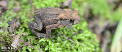 Bufo stejnegeri