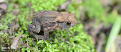 Bufo stejnegeri