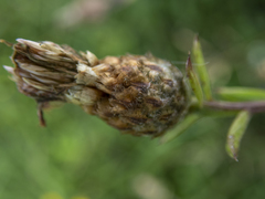 Centaurea × moncktonii
