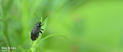 Adelphocoris tenebrosus