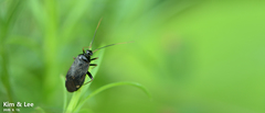 Adelphocoris tenebrosus