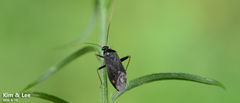 Adelphocoris tenebrosus
