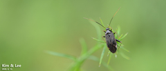 Adelphocoris tenebrosus