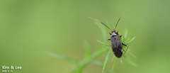 Adelphocoris tenebrosus