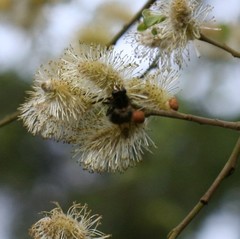 Criorhina ranunculi