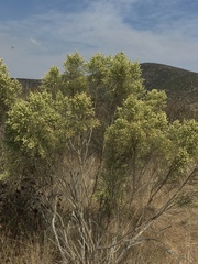 Baccharis sarothroides × pilularis