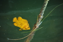 Lobotes surinamensis