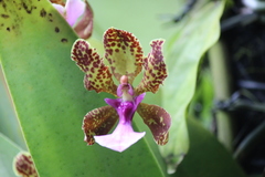Trichocentrum lanceanum