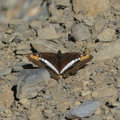 Adelpha aricia
