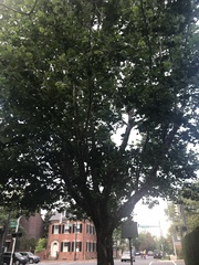 Platanus occidentalis