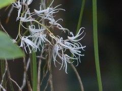 Dendrobium teretifolium