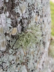 Ramalina denticulata