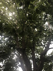 Platanus occidentalis