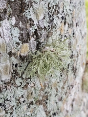 Ramalina denticulata