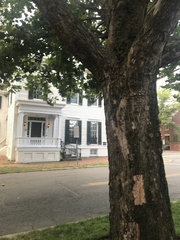 Platanus occidentalis