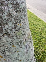 Ramalina denticulata