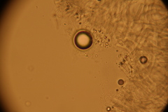 Penicillium vulpinum image