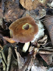 Mycena rutilantiformis
