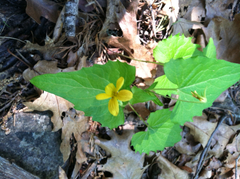 Viola lobata integrifolia