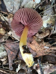 Mycena rutilantiformis