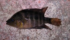 Amphilophus citrinellus